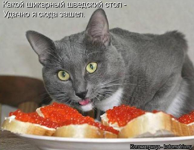 Какой шикарный шведский стол - Удачно я сюда зашел.... Котоматрица: Какой шикарный шведский стол - Удачно я сюда зашел.