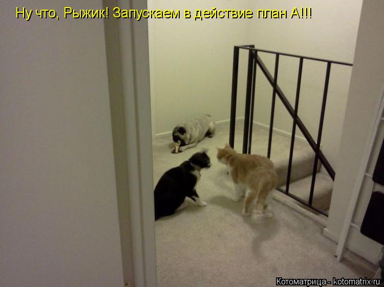 Ну что, Рыжик! Запускаем в действие план А!!!... Котоматрица: Ну что, Рыжик! Запускаем в действие план А!!!