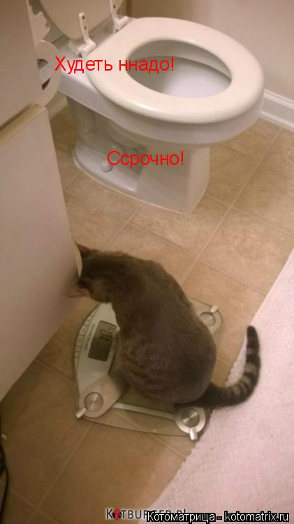 Худеть ннадо! Ссрочно!... Котоматрица: Худеть ннадо! Ссрочно!