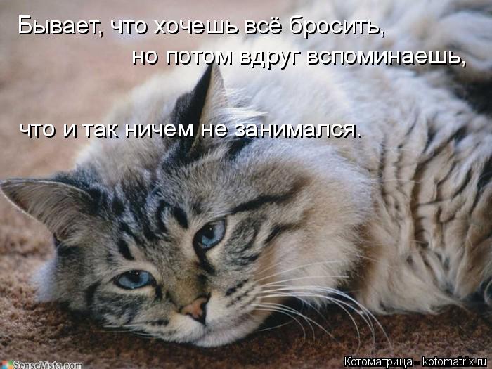 Бывает, что хочешь всё бросить, но потом вдруг вспоминаешь, что и так ничем не занимался.... Котоматрица: Бывает, что хочешь всё бросить, но потом вдруг вспоминаешь, что и так ничем не занимался.
