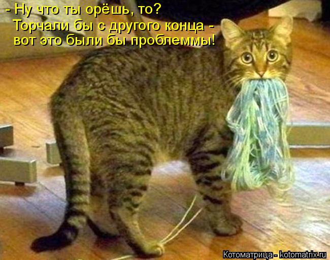 - Ну что ты орёшь, то? Торчали бы с другого конца - вот это были бы проблеммы!... Котоматрица: - Ну что ты орёшь, то? Торчали бы с другого конца - вот это были бы проблеммы!