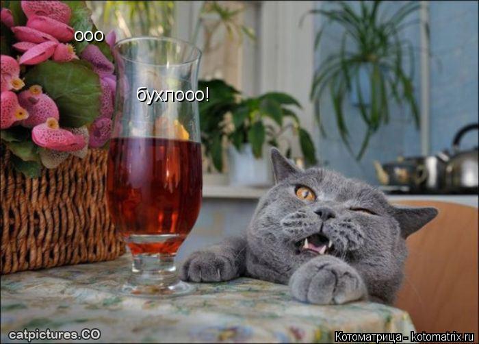ооо бухлооо!... Котоматрица: ооо бухлооо!