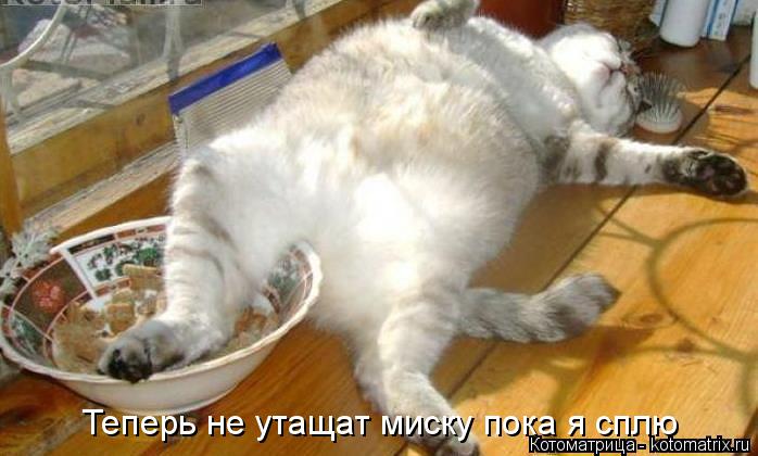 Теперь не утащат миску пока я сплю... Котоматрица: Теперь не утащат миску пока я сплю
