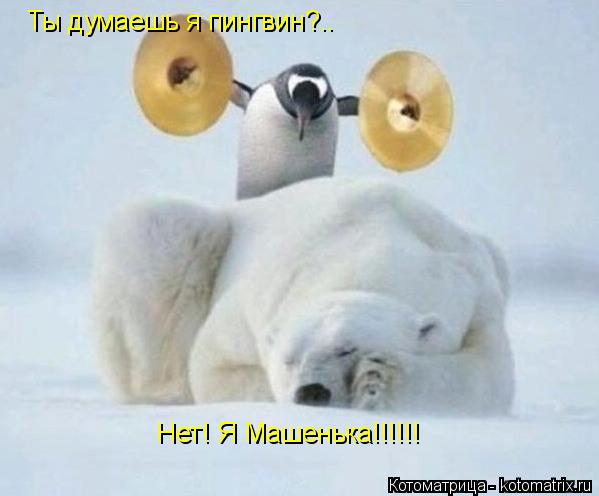 Ты думаешь я пингвин?.. Нет! Я Машенька!!!!!!... Котоматрица: Ты думаешь я пингвин?.. Нет! Я Машенька!!!!!!