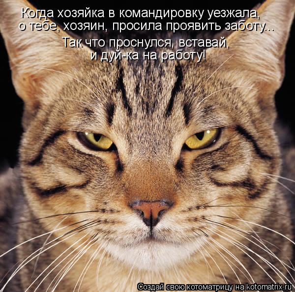Когда хозяйка в командировку уезжала, о тебе, хозяин, просила проявить заботу... Так что проснулся,... Котоматрица: Когда хозяйка в командировку уезжала, о тебе, хозяин, просила проявить заботу... Так что проснулся, вставай, и дуй-ка на работу!