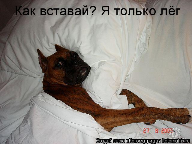 Как вставай? Я только лёг... Котоматрица: Как вставай? Я только лёг