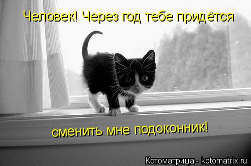 Человек! Через год тебе придётся сменить мне подоконник!... Котоматрица: Человек! Через год тебе придётся сменить мне подоконник!