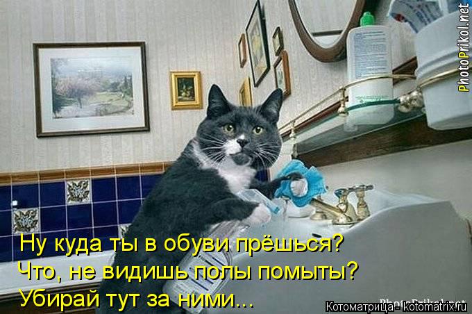 Котоматрица: Ну куда ты в обуви прёшься?  Что, не видишь полы помыты? Убирай тут за ними...