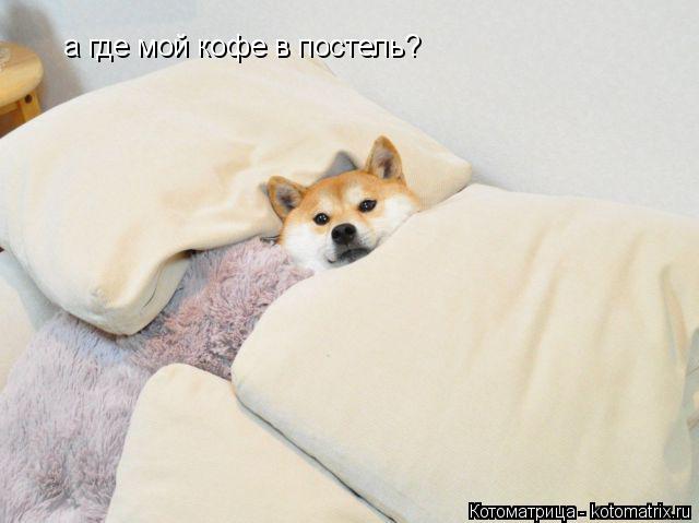 а где мой кофе в постель?... Котоматрица: а где мой кофе в постель?