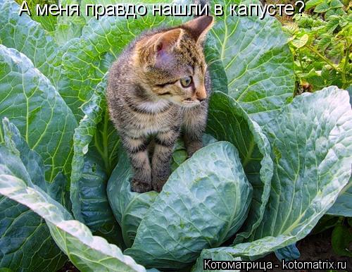 Котоматрица: А меня правдо нашли в капусте?
