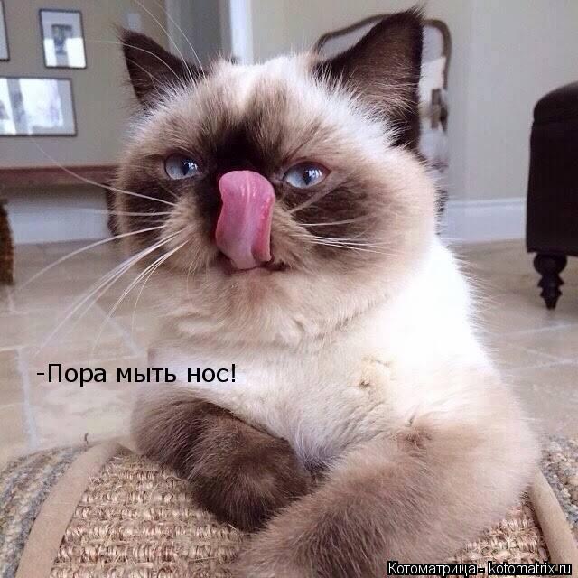 -Пора мыть нос!... Котоматрица: -Пора мыть нос!
