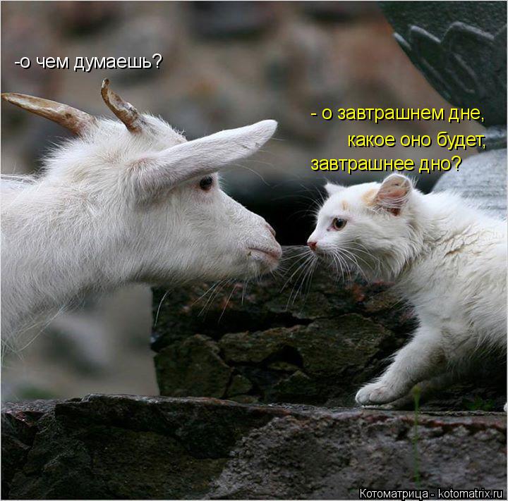 -о чем думаешь? - о завтрашнем дне, какое оно будет, завтрашнее дно?... Котоматрица: -о чем думаешь? - о завтрашнем дне, какое оно будет, завтрашнее дно?