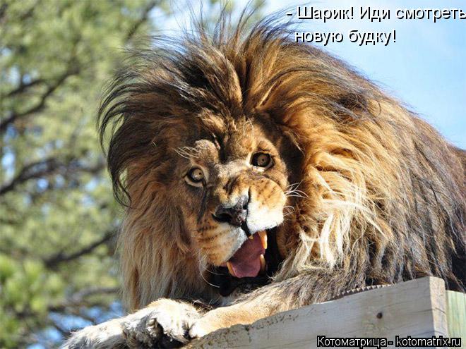 - Шарик! Иди смотреть новую будку!... Котоматрица: - Шарик! Иди смотреть новую будку!