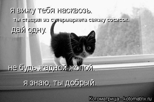 я вижу тебя насквозь. ты стащил из супермаркета связку сосисок. дай одну. не будь жадной жопой. я зна... Котоматрица: я вижу тебя насквозь. ты стащил из супермаркета связку сосисок. дай одну. не будь жадной жопой. я знаю, ты добрый.