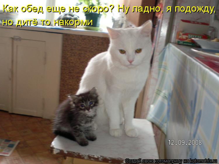 Котоматрица: Как обед еще не скоро? Ну ладно, я подожду, но дитё то накорми