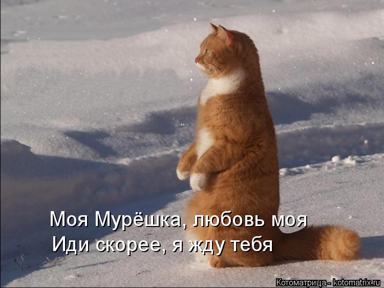Котоматрица: Моя Мурёшка, любовь моя Иди скорее, я жду тебя