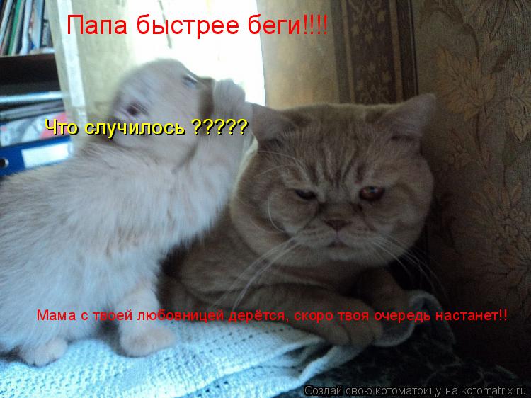 Котоматрица: Папа быстрее беги!!!! Что случилось ????? Мама с твоей любовницей дерётся, скоро твоя очередь настанет!!