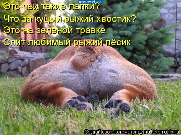 Котоматрица: Это чьи такие лапки? Что за куцый рыжий хвостик? Это на зеленой травке Спит любимый рыжий пёсик