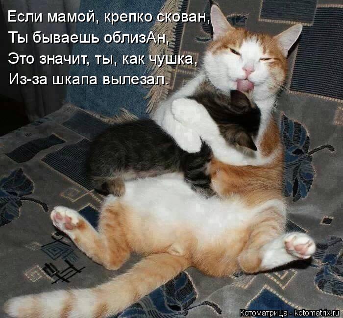 Котоматрица: Если мамой, крепко скован,  Ты бываешь облизАн, Это значит, ты, как чушка, Из-за шкапа вылезал.