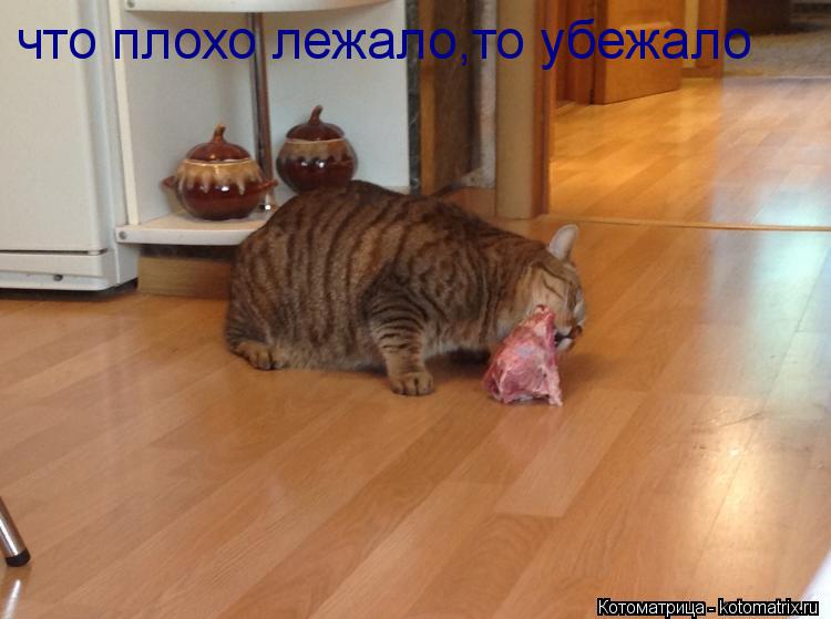 что плохо лежало,то убежало... Котоматрица: что плохо лежало,то убежало