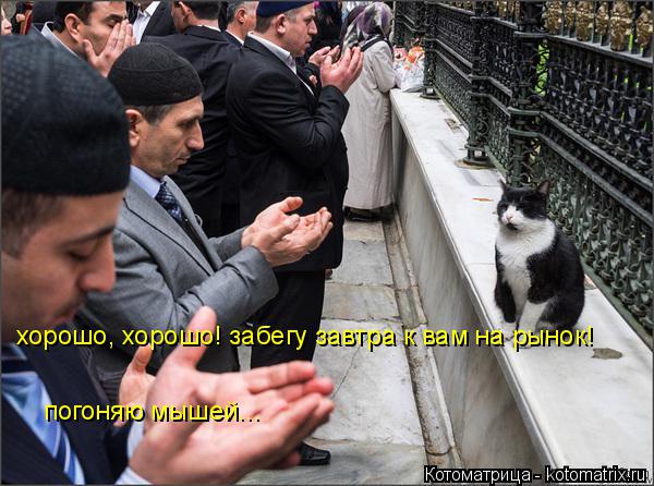 Котоматрица: погоняю мышей... хорошо, хорошо! забегу завтра к вам на рынок!
