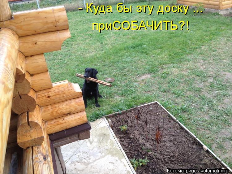 Котоматрица: - Куда бы эту доску ... приСОБАЧИТЬ?!