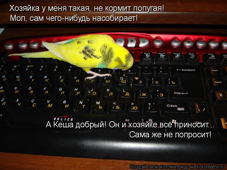 Котоматрица: Хозяйка у меня такая, не кормит попугая! Мол, сам чего-нибудь насобирает! А Кеша добрый! Он и хозяйке всё приносит... Сама же не попросит!