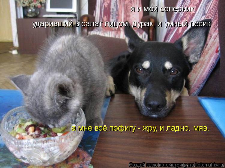 я и мой соперник: ударивший в салат лицом, дурак, и умный пёсик а мне всё пофигу - жру, и ладно. мяв.... Котоматрица: я и мой соперник: ударивший в салат лицом, дурак, и умный пёсик а мне всё пофигу - жру, и ладно. мяв.