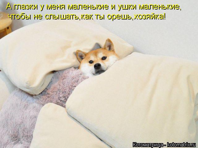Котоматрица: А глазки у меня маленькие и ушки маленькие, чтобы не слышать,как ты орешь,хозяйка!