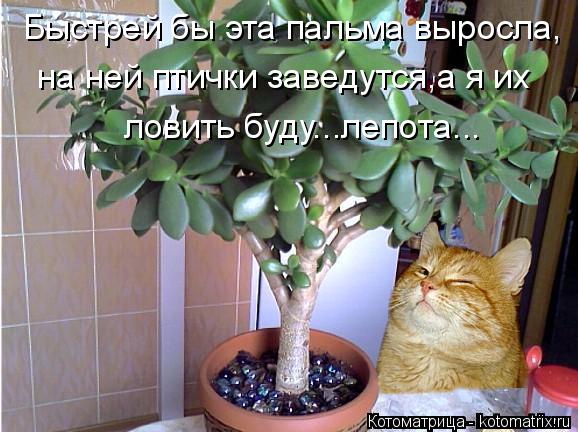 Котоматрица: Быстрей бы эта пальма выросла, на ней птички заведутся,а я их ловить буду...лепота...