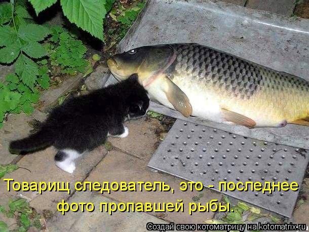 Товарищ следователь, это - последнее фото пропавшей рыбы.... Котоматрица: Товарищ следователь, это - последнее фото пропавшей рыбы.