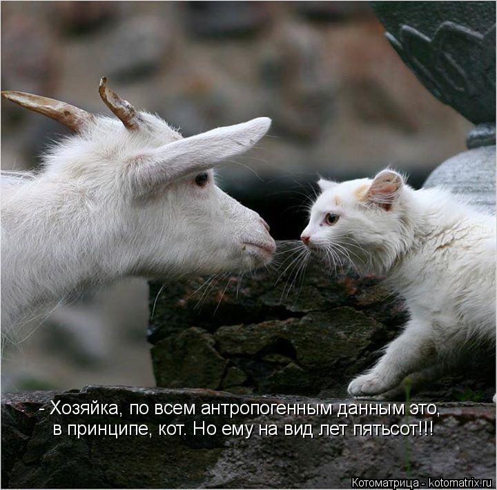 Котоматрица: - Хозяйка, по всем антропогенным данным это, в принципе, кот. Но ему на вид лет пятьсот!!!