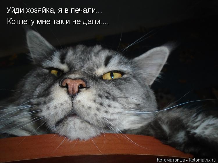 Котоматрица: Уйди хозяйка, я в печали... Котлету мне так и не дали....