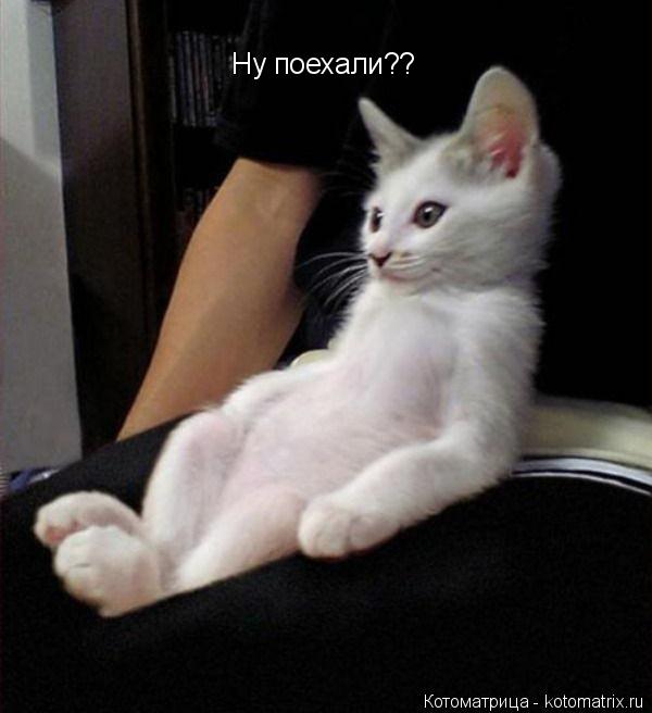 Котоматрица: Ну поехали??