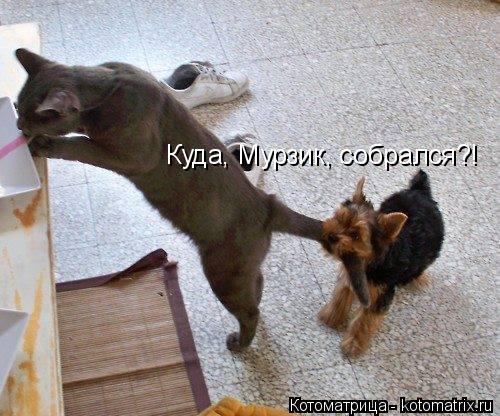 Куда, Мурзик, собрался?!... Котоматрица: Куда, Мурзик, собрался?!