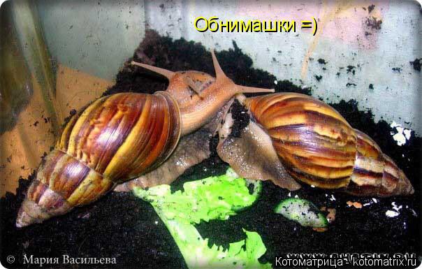 Котоматрица: Обнимашки =)