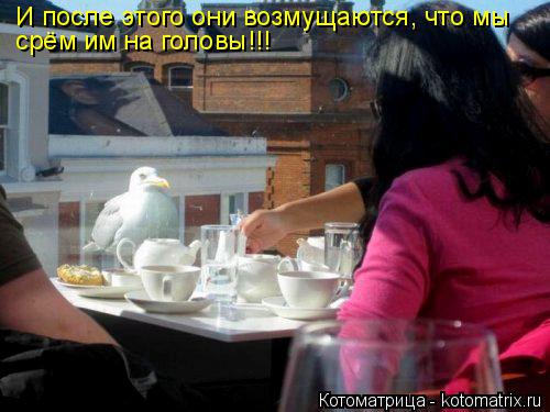 И после этого они возмущаются, что мы срём им на головы!!!... Котоматрица: И после этого они возмущаются, что мы срём им на головы!!!