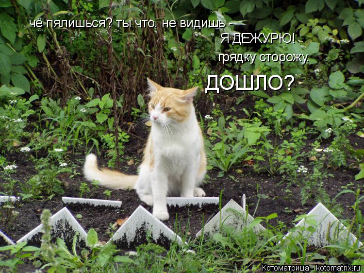 Котоматрица: чё пялишься? ты что, не видишь -  Я ДЕЖУРЮ! грядку сторожу. ДОШЛО?
