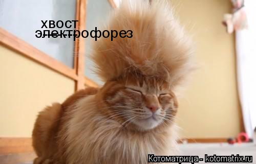 электрофорез ------- хвост... Котоматрица: электрофорез ------- хвост