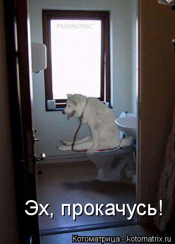 Эх, прокачусь!... Котоматрица: Эх, прокачусь!