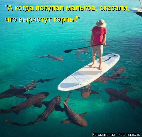 Котоматрица: "А когда покупал мальков, сказали, что вырастут карпы!"