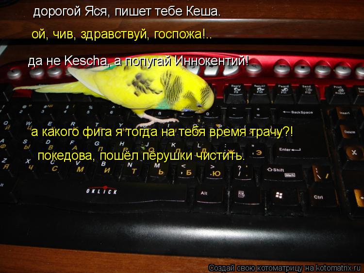 Котоматрица: дорогой Яся, пишет тебе Кеша. да не Kescha, а попугай Иннокентий! ой, чив, здравствуй, госпожа!.. а какого фига я тогда на тебя время трачу?! покедо