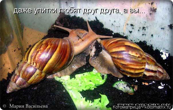 даже улитки любят друг друга, а вы...... Котоматрица: даже улитки любят друг друга, а вы...