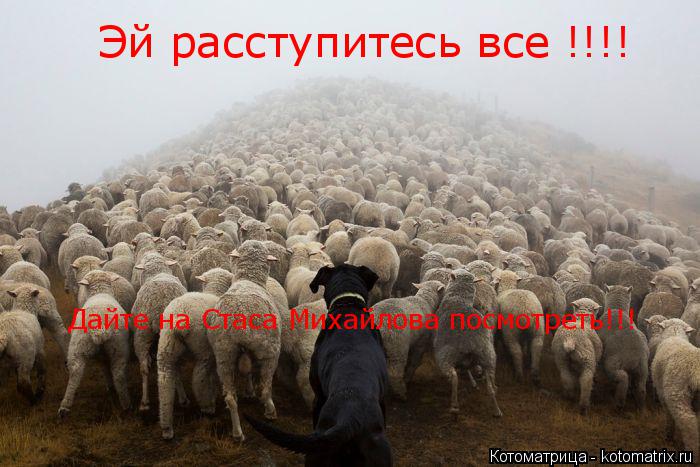 Котоматрица: Эй расступитесь все !!!! Дайте на Стаса Михайлова посмотреть!!!