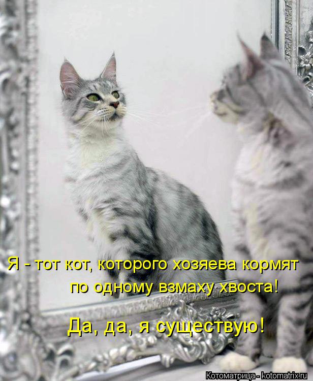 Котоматрица: Я - тот кот, которого хозяева кормят по одному взмаху хвоста! Да, да, я существую!