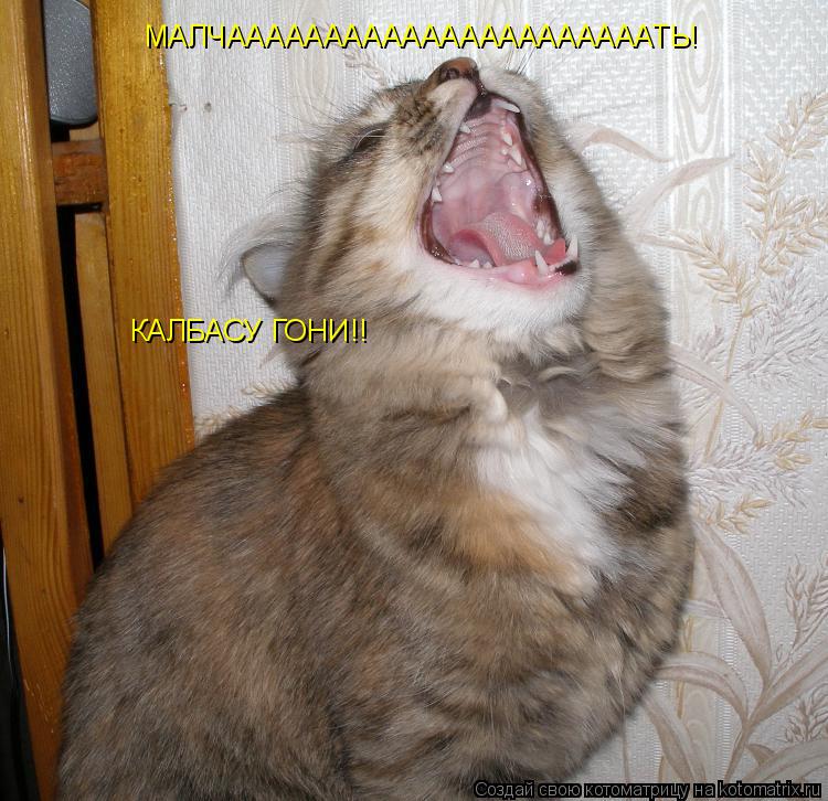МАЛЧААААААААААААААААААААААТЬ! КАЛБАСУ ГОНИ!!... Котоматрица: МАЛЧААААААААААААААААААААААТЬ! КАЛБАСУ ГОНИ!!