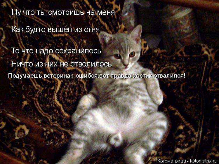 Котоматрица: Ну что ты смотришь на меня Как будто вышел из огня То что надо сохранилось Ничто из них не отволилось Подумаешь,ветеринар ошибся,вот правда 