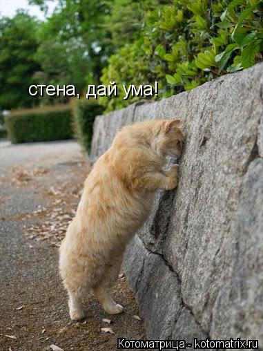 стена, дай ума!... Котоматрица: стена, дай ума!