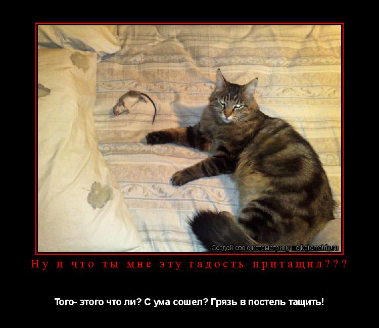 Ну и что ты мне эту гадость притащил??? Того- этого что ли? С ума сошел? Грязь в постель тащить!... Котоматрица: Ну и что ты мне эту гадость притащил??? Того- этого что ли? С ума сошел? Грязь в постель тащить!