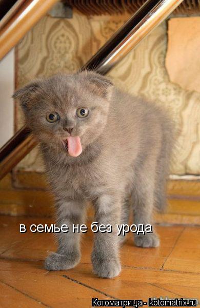 Котоматрица: в семье не без урода